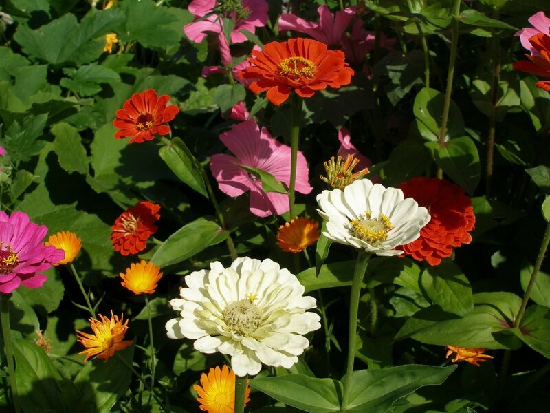 Colorful zinnia flowers in garden