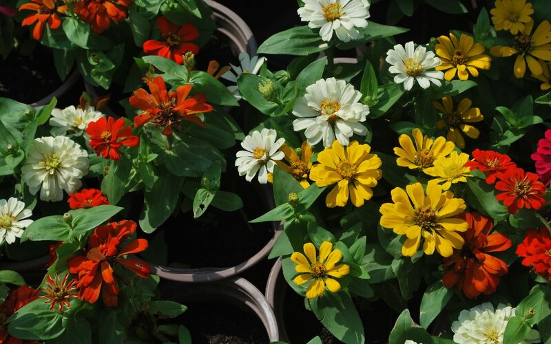Colorful zinnia flowers in pots