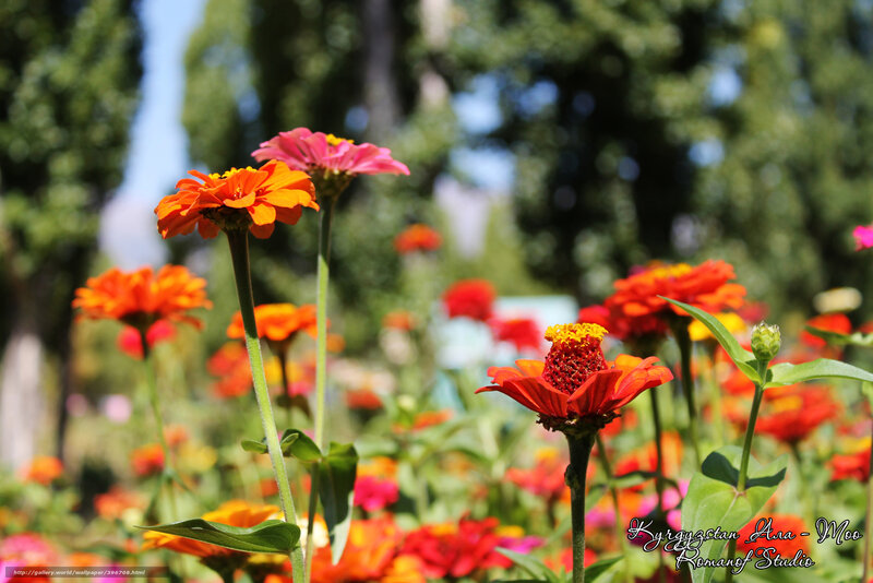Colorful Zinnia Flowers — Orange, Serene