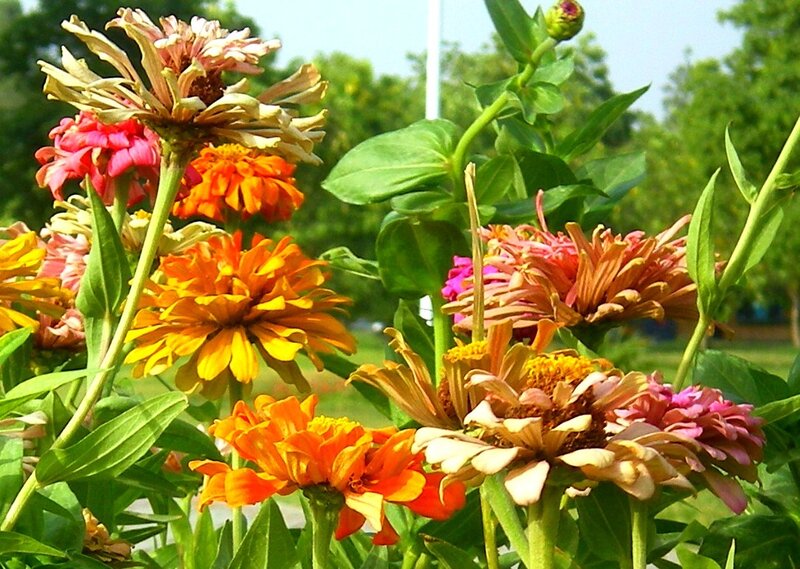 Colorful Zinnia Flowers — Orange