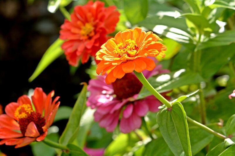 Colorful Zinnia Flowers — Orange, Vibrant