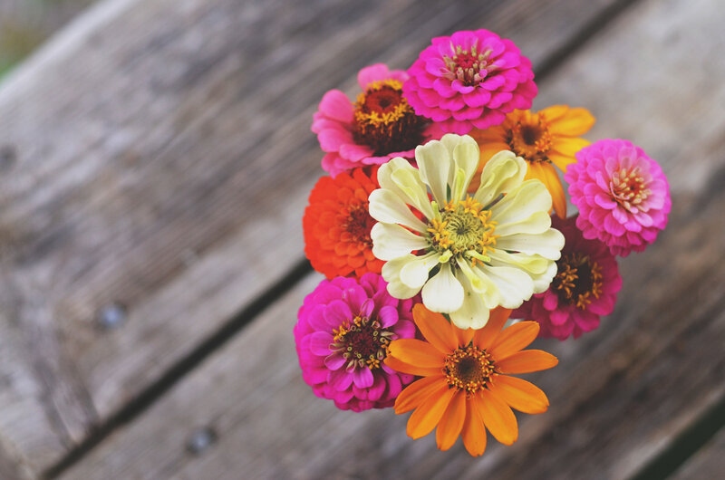 Colorful Zinnia Flowers — Pink, Calm