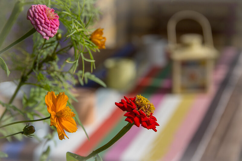 Colorful Zinnia Flowers — Pink, Serene, Afternoon