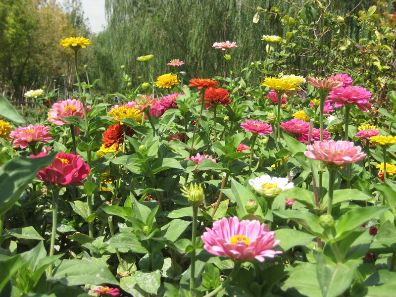 Colorful Zinnia Flowers — Pink, Serene