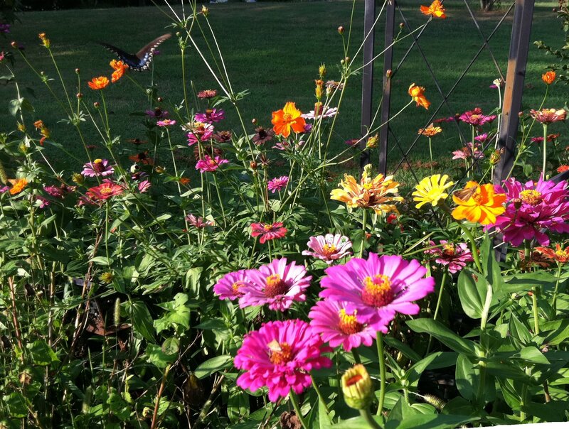 Colorful Zinnia Flowers — Pink