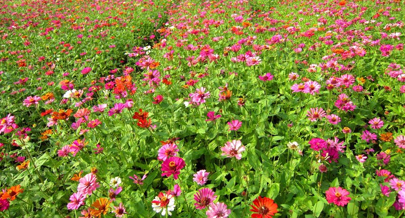 Colorful Zinnia Flowers — Pink, Vibrant, Afternoon