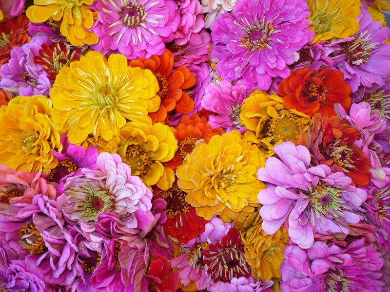 Colorful Zinnia Flowers — Pink, Vibrant, Photograph