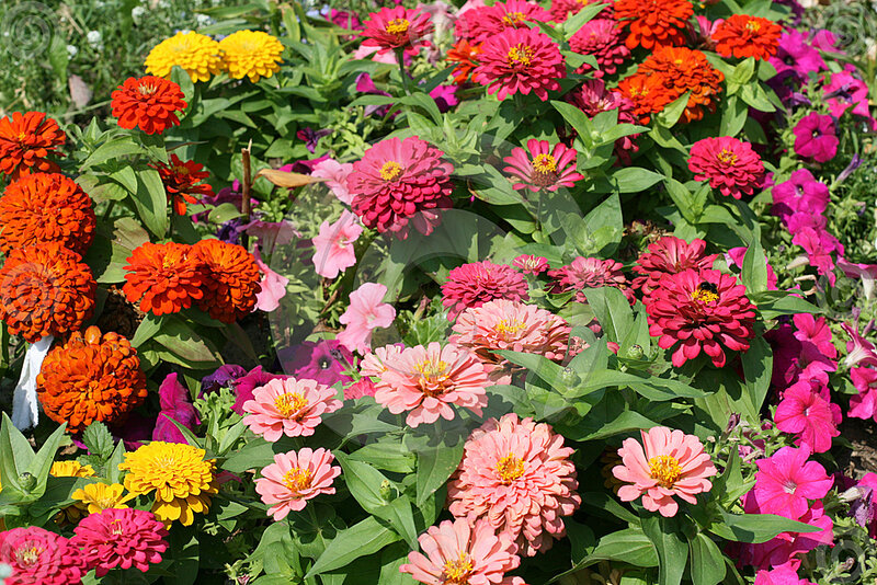 Colorful Zinnia Flowers — Pink, Vibrant