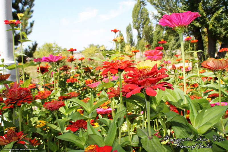 Colorful Zinnia Flowers — Red, Bright