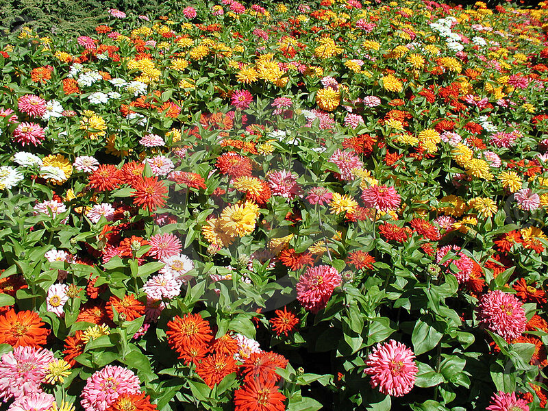 Colorful Zinnia Flowers — Red