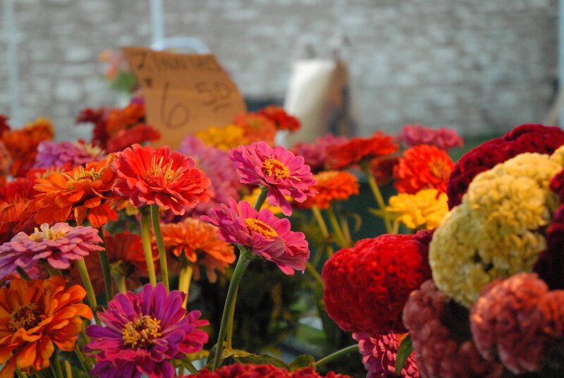 Colorful Zinnia Flowers — Red, Vibrant, Afternoon