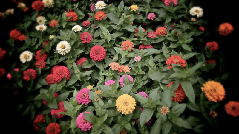 Colorful Zinnia Flowers — Red, Vibrant, Photograph