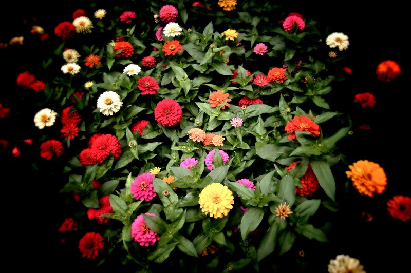 Colorful Zinnia Flowers — Red, Vibrant