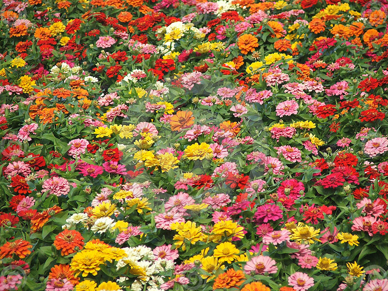 Colorful Zinnia Flowers — Yellow