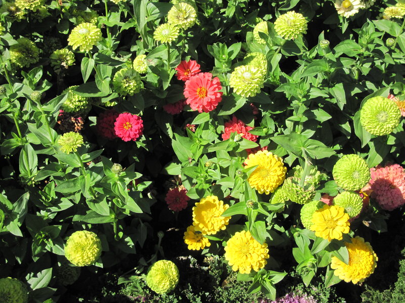 Colorful Zinnia Flowers — Yellow, Vibrant, Afternoon