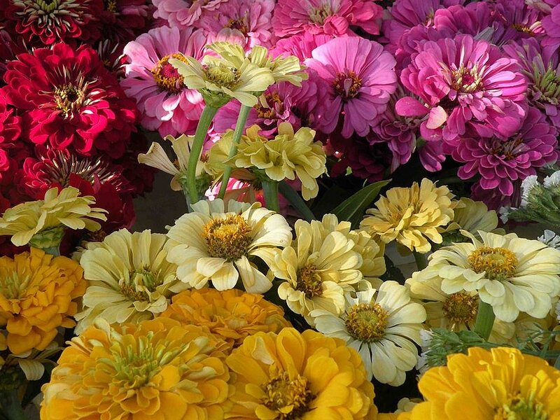 Colorful Zinnia Flowers — Yellow, Vibrant
