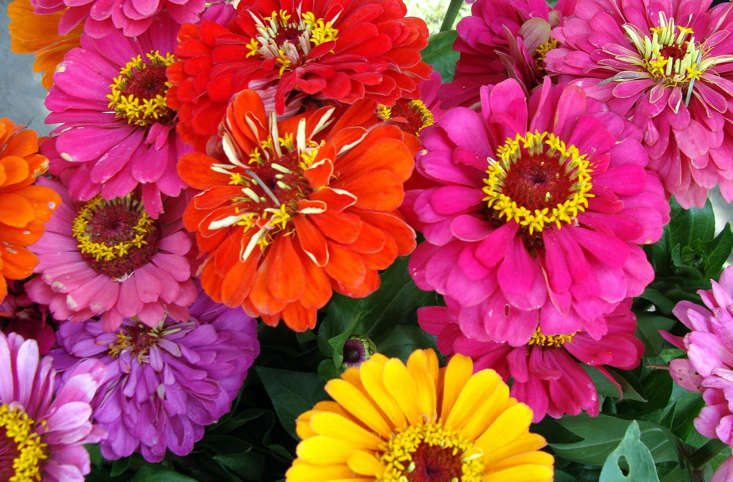 Colorful zinnia flowers