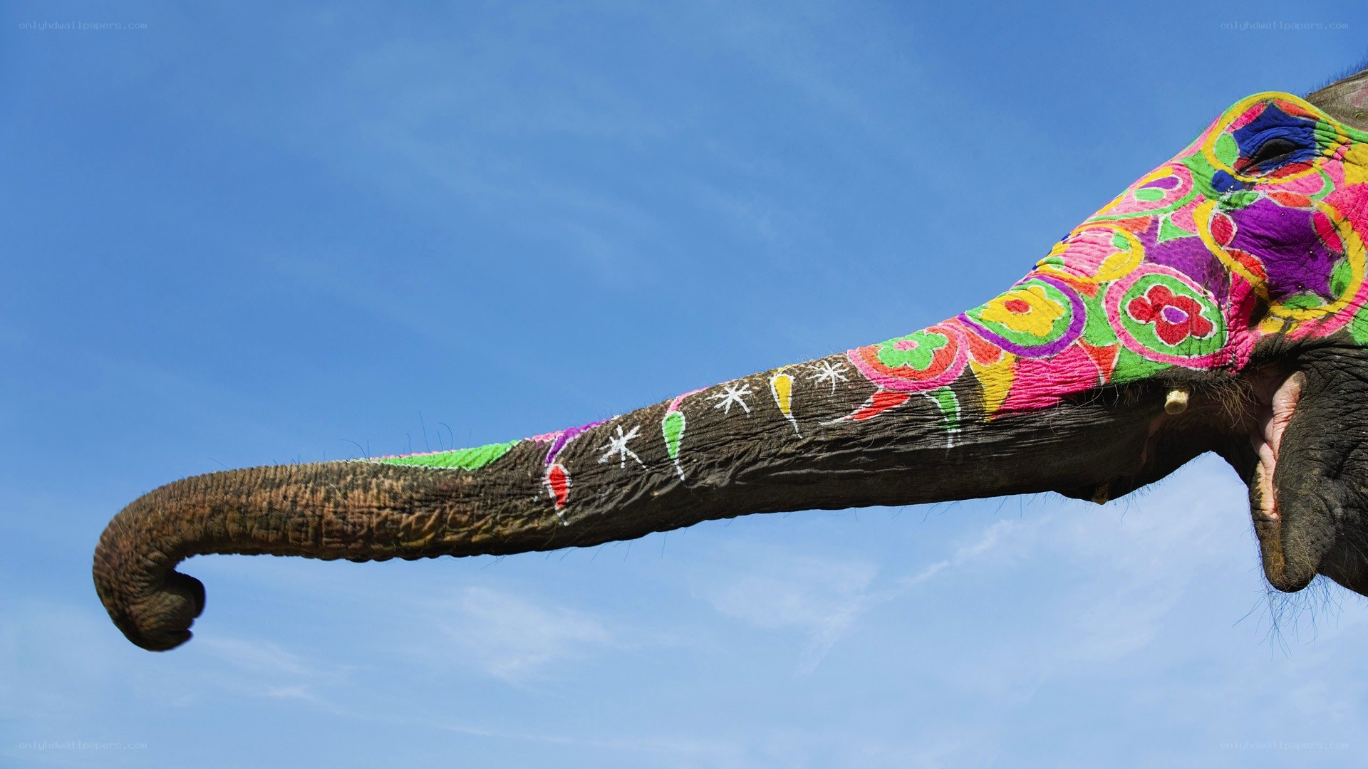 colorfully painted elephant trunk