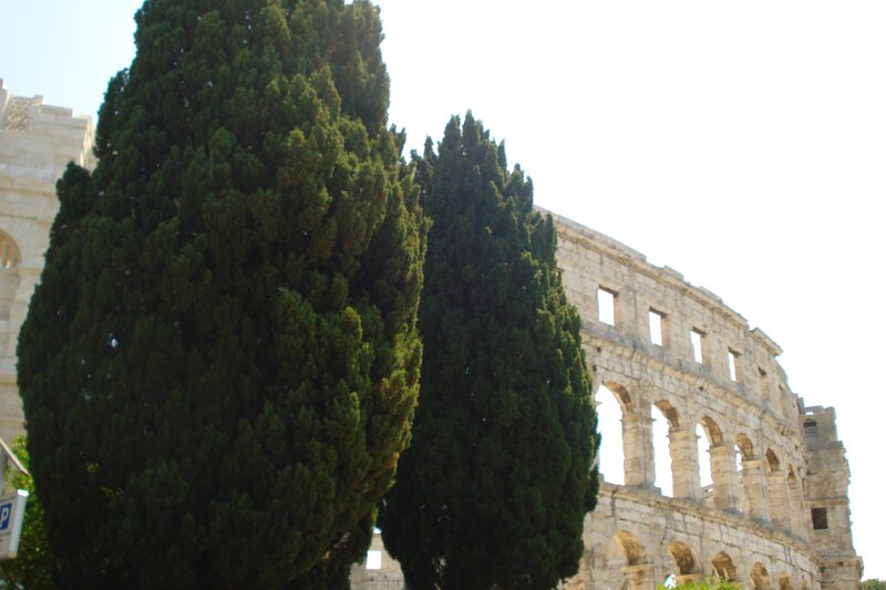 Colosseum with cypress trees