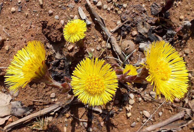 Coltsfoot Flowers