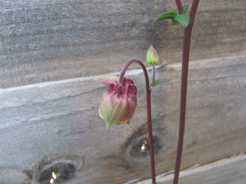Columbine flower bud