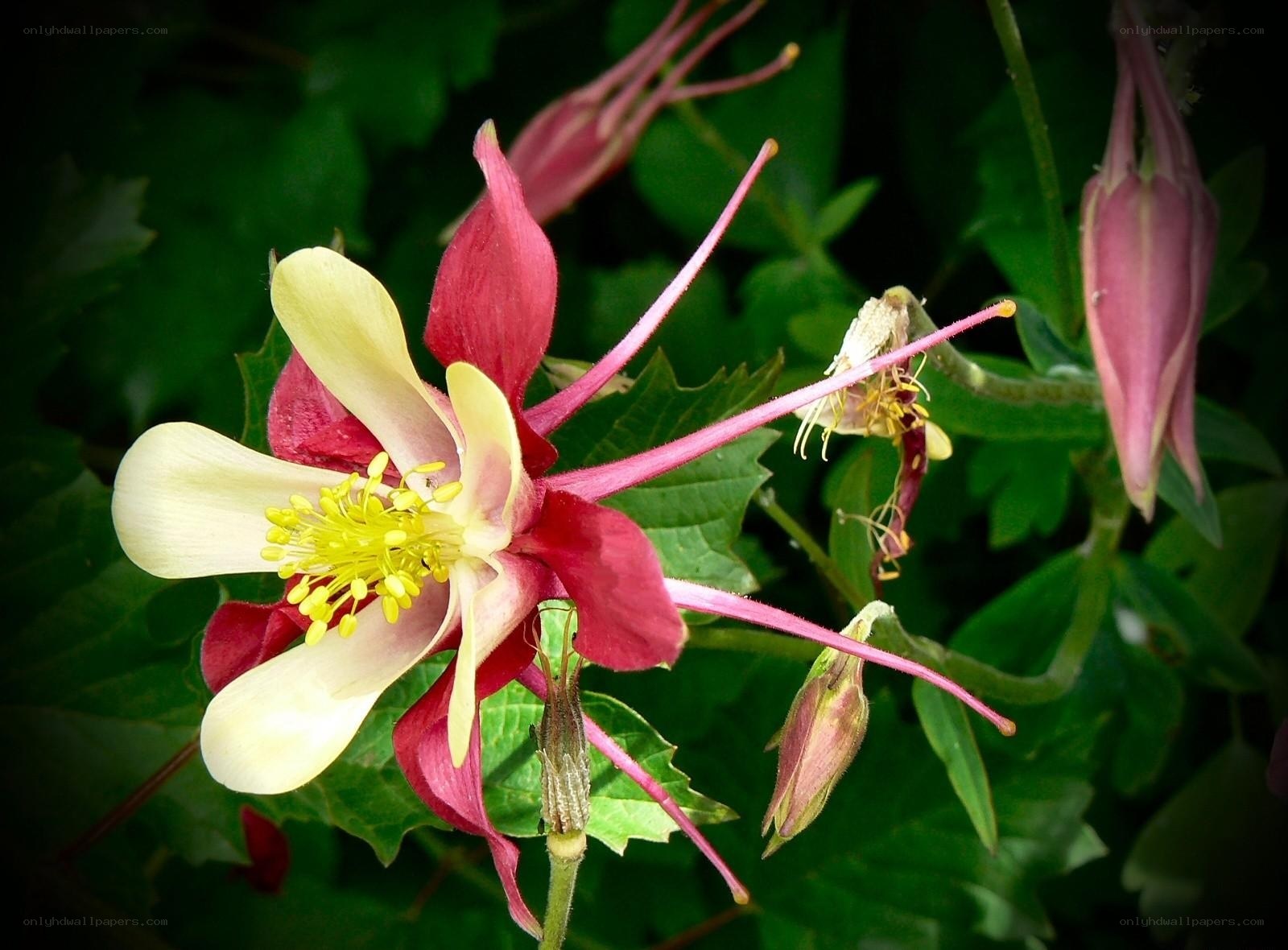Columbine flower in bloom
