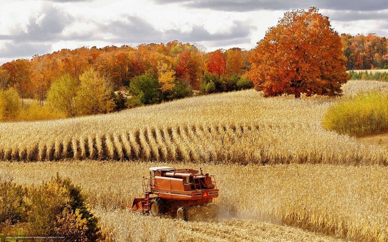 Combine Harvester in Field — Yellow, Serene, Autumn, Photograph