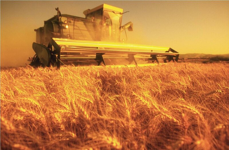 Combine Harvester in Wheat Field — Gold