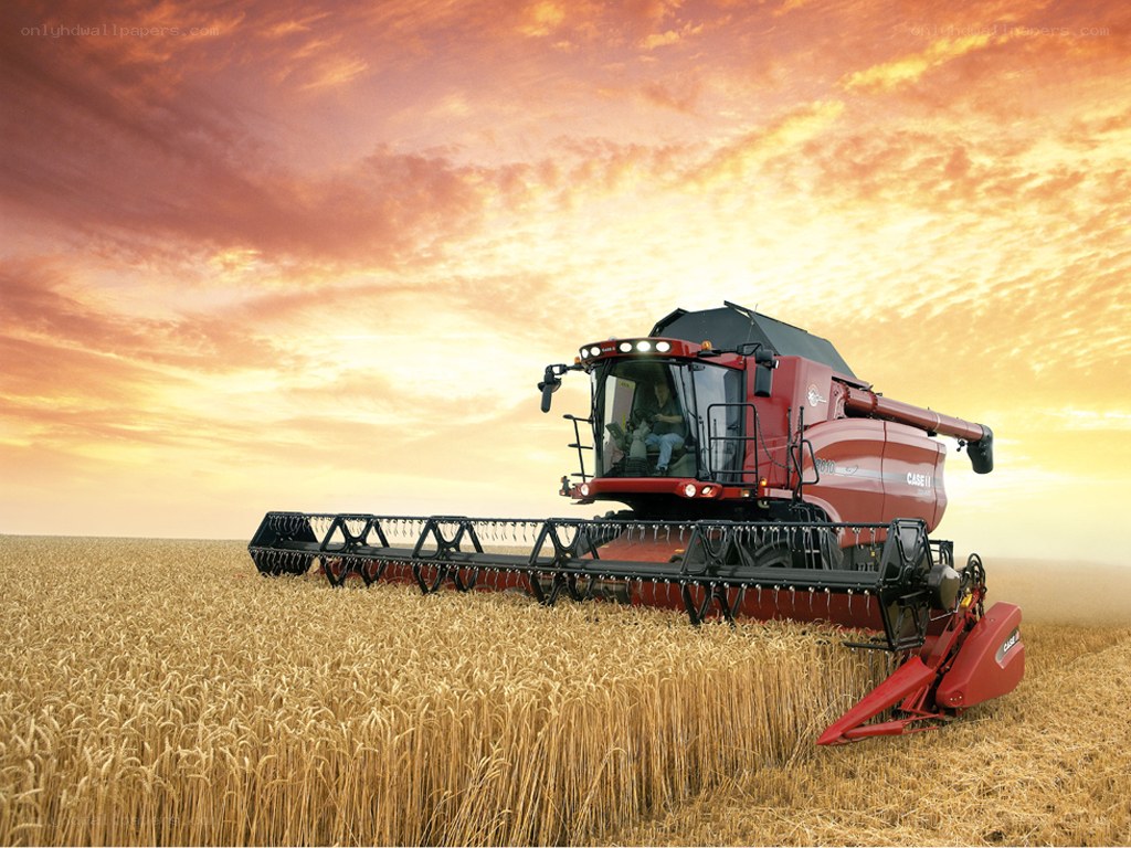 Combine harvester in wheat field
