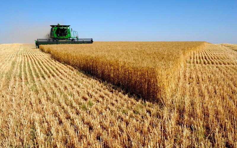 Combine harvesting wheat field