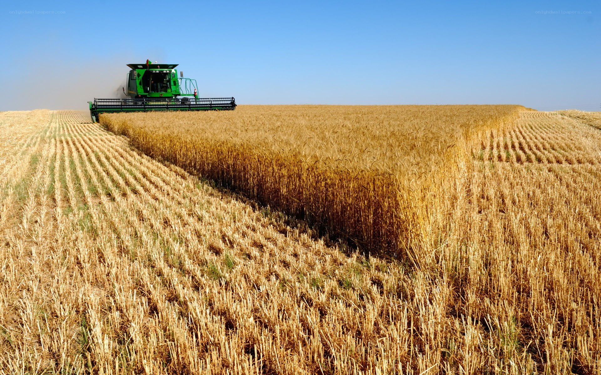Combine harvesting wheat field