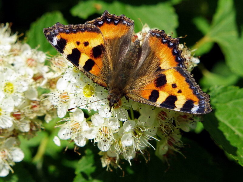 Comma Butterfly on Flowers