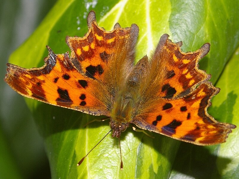 Comma butterfly on green leaf