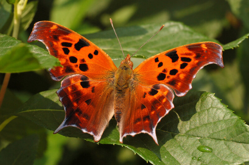 Comma butterfly on green leaf