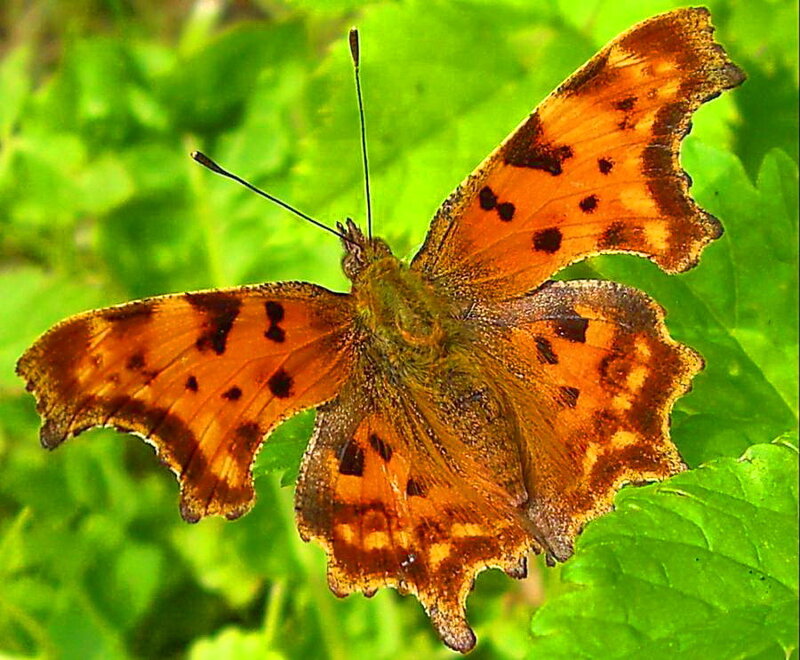 Comma Butterfly on Leaf — Orange