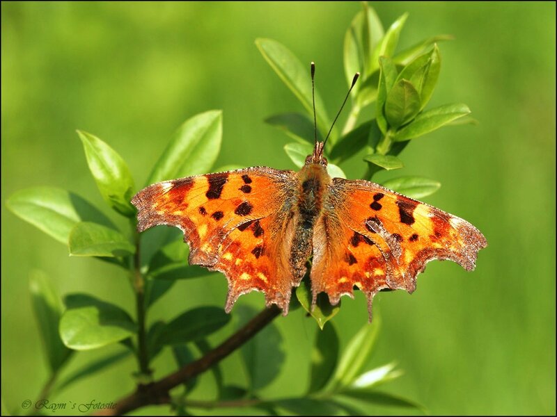 Comma Butterfly on Leaf