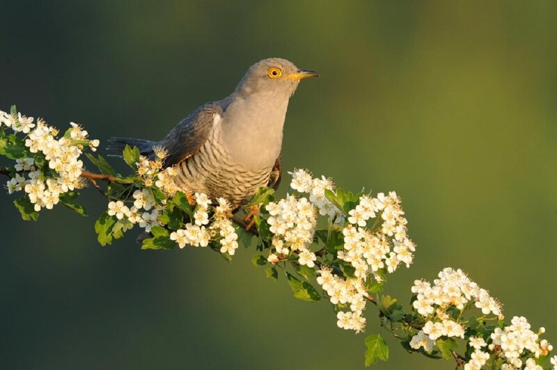 Common Cuckoo on Branch