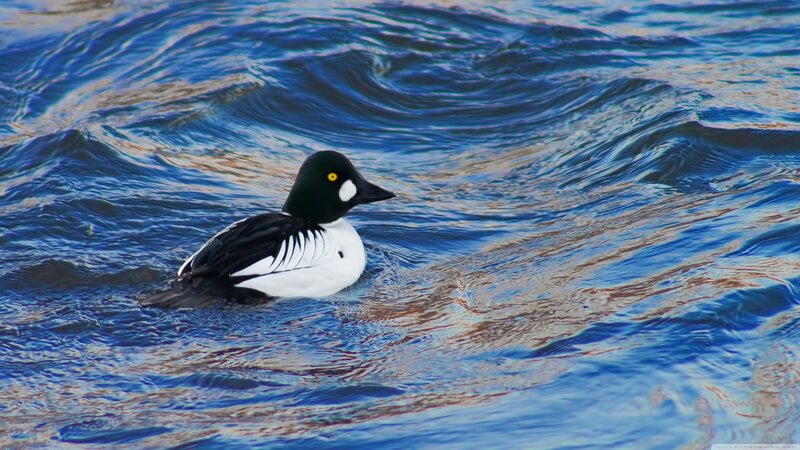 Common Goldeneye Duck