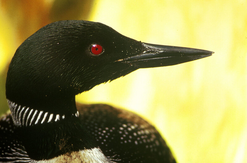 Common Loon Bird