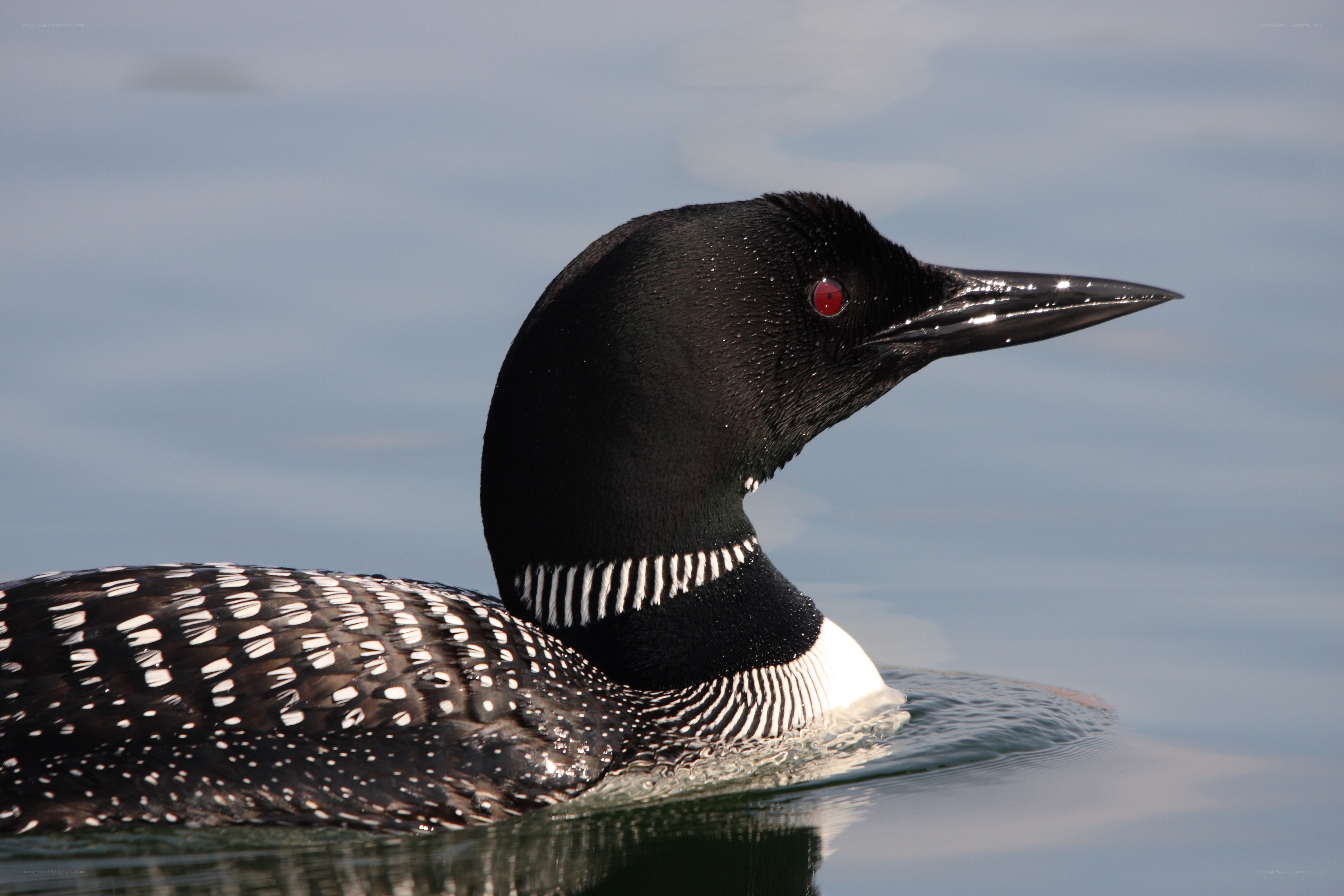 Common loon on calm water
