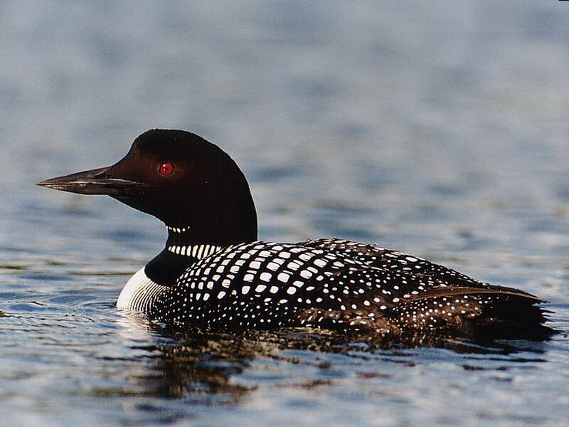 Common Loon on Water — Black