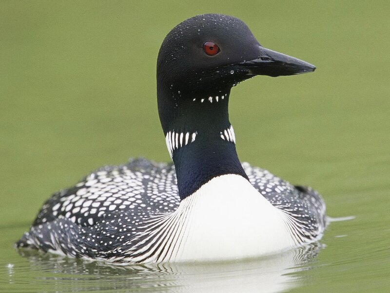 Common Loon on Water