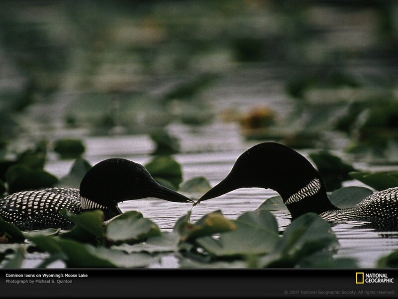 Common loons on Moose Lake