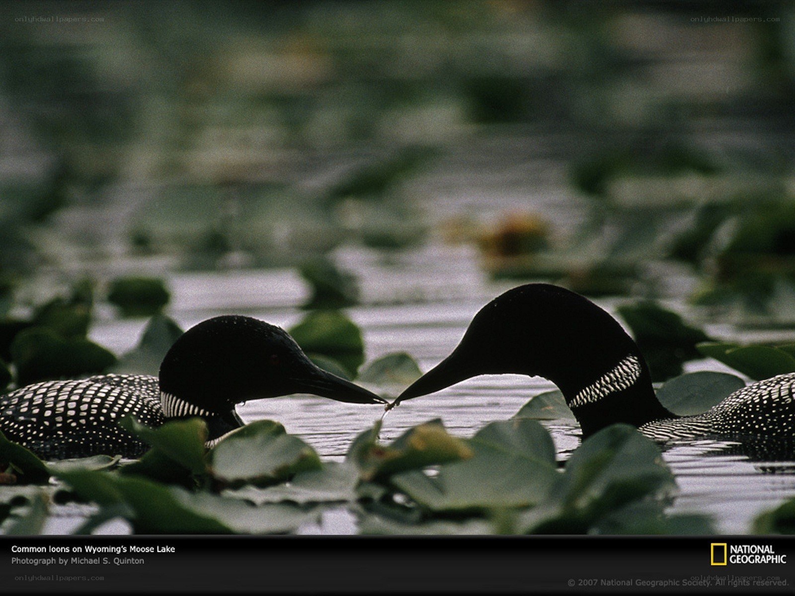 Common loons on Moose Lake
