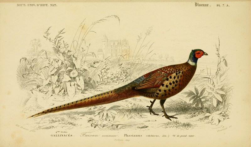 Common Pheasant