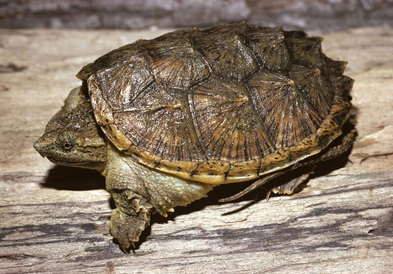 common snapping turtle