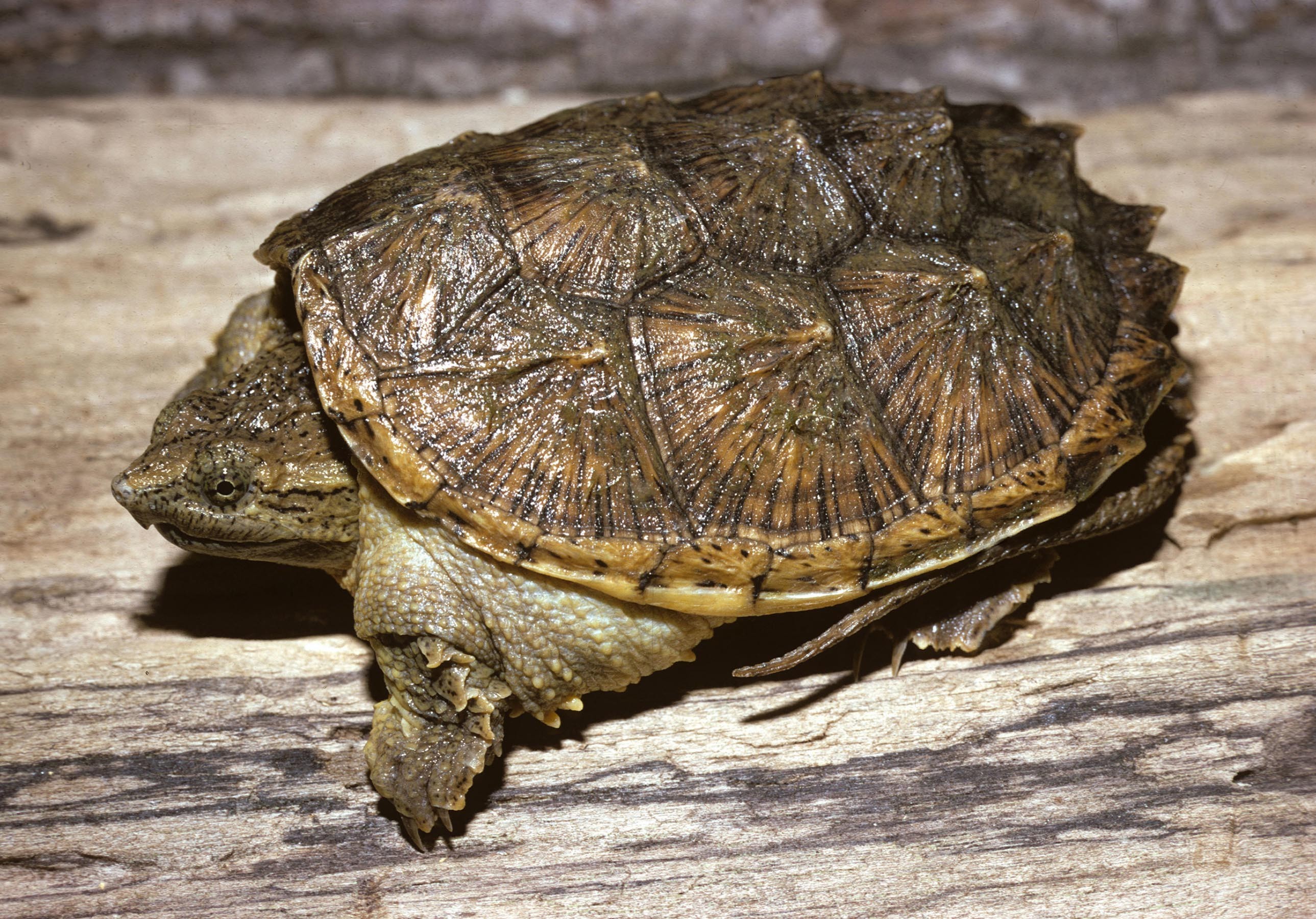 common snapping turtle