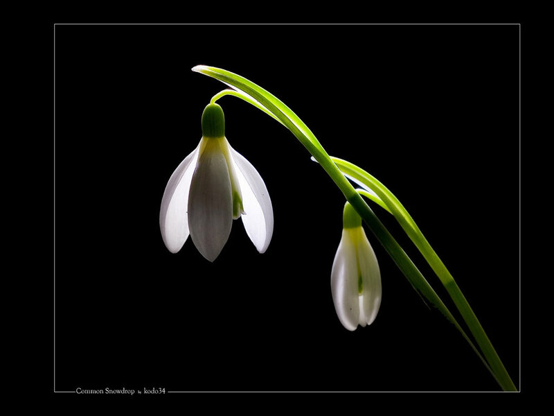 Common Snowdrop Flowers