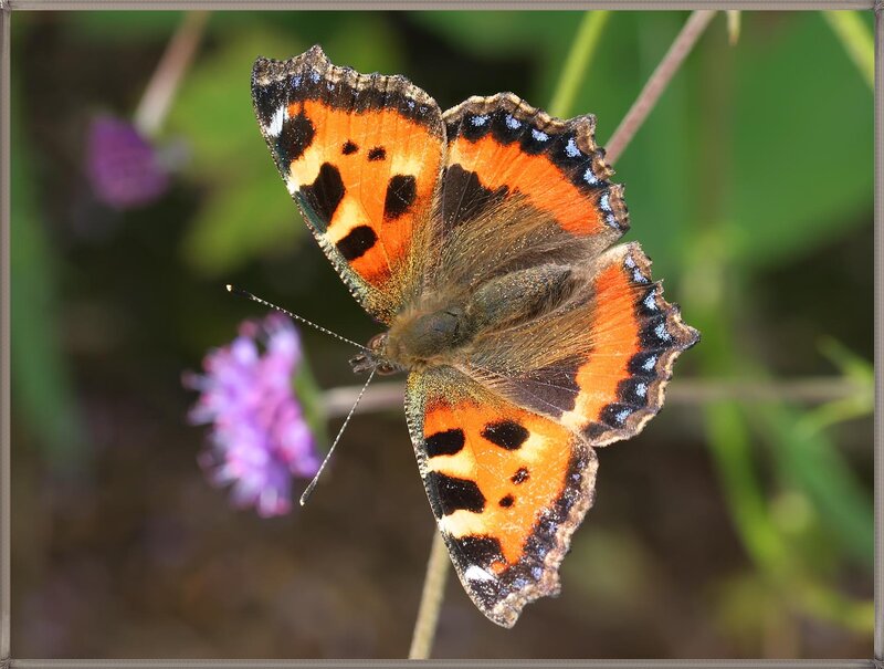 Compton Tortoiseshell Butterfly — Orange