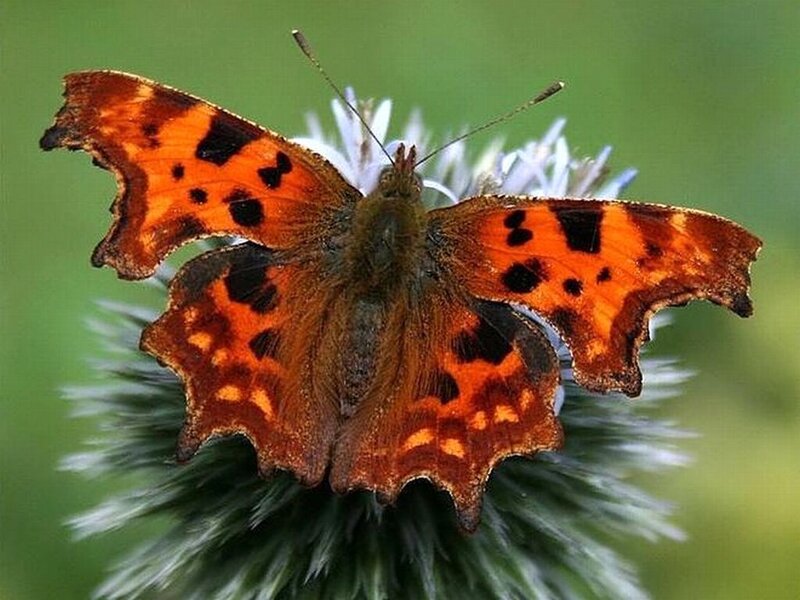 Compton Tortoiseshell Butterfly